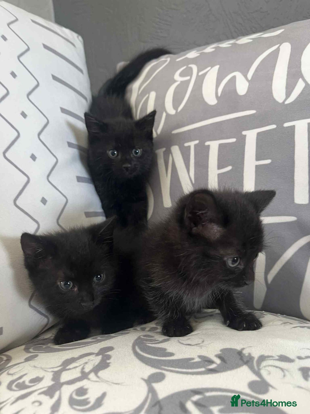 Mixed Breed cats for sale: Male kittens for sale  - Image 7