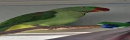 Parrots birds for sale: Boba the alexandrine in Nottingham - Advert 4