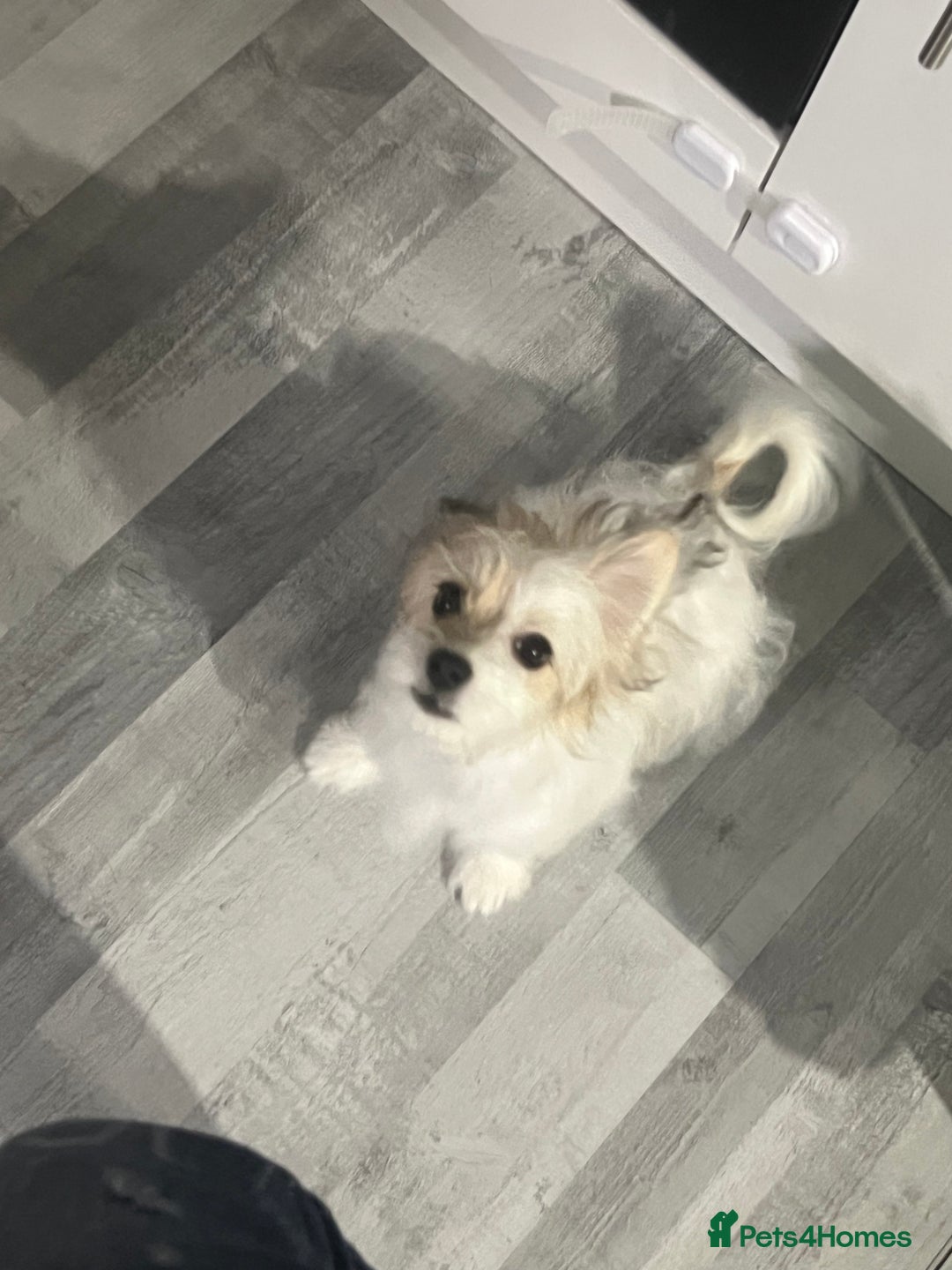Maltese dogs for sale: Meet Luna - Advert 1