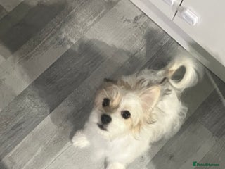 Maltese dogs Meet Luna - Advert 1