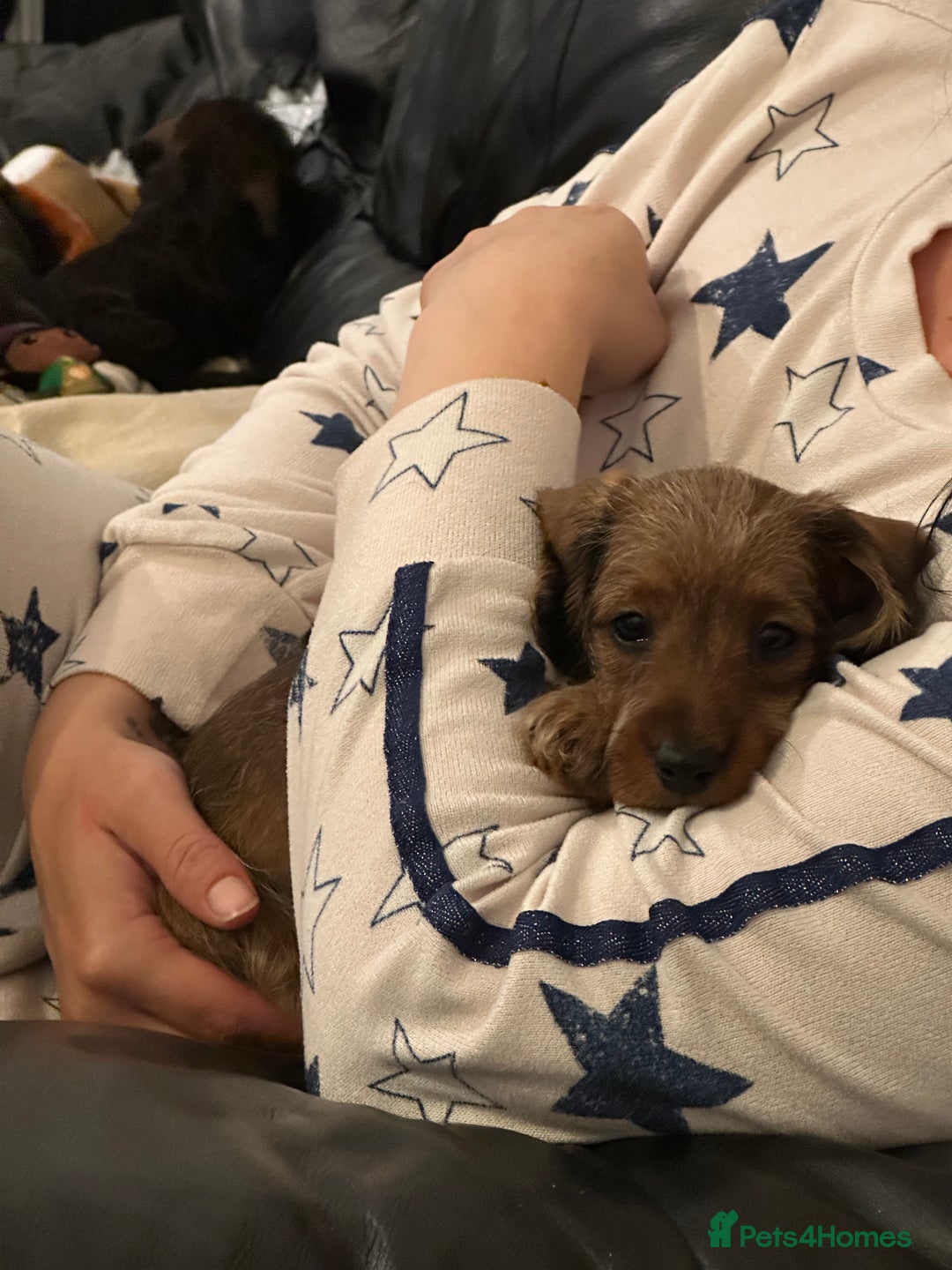 Mixed Breed dogs for sale: Doxiepoo puppys, Dachshund, Poodle - Image 8