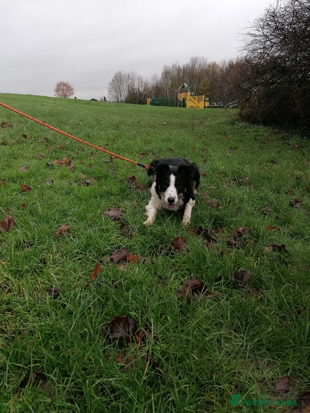 Border Collie dogs for adoption: ❤️Millie fabulous  18-month-old Border Collie ❤️ - Advert 9