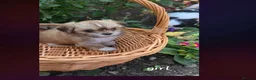 Lhasa Apso dogs for sale: Adorable Lhasa Apso puppies KC registered  - Advert 17