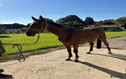 Irish Thoroughbred horses for sale: Companion / project for the further  - Image 3