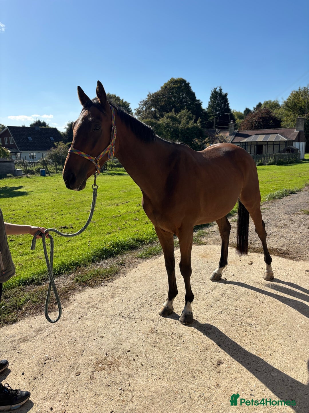 Irish Thoroughbred horses for sale: Companion / project for the further  - Image 3