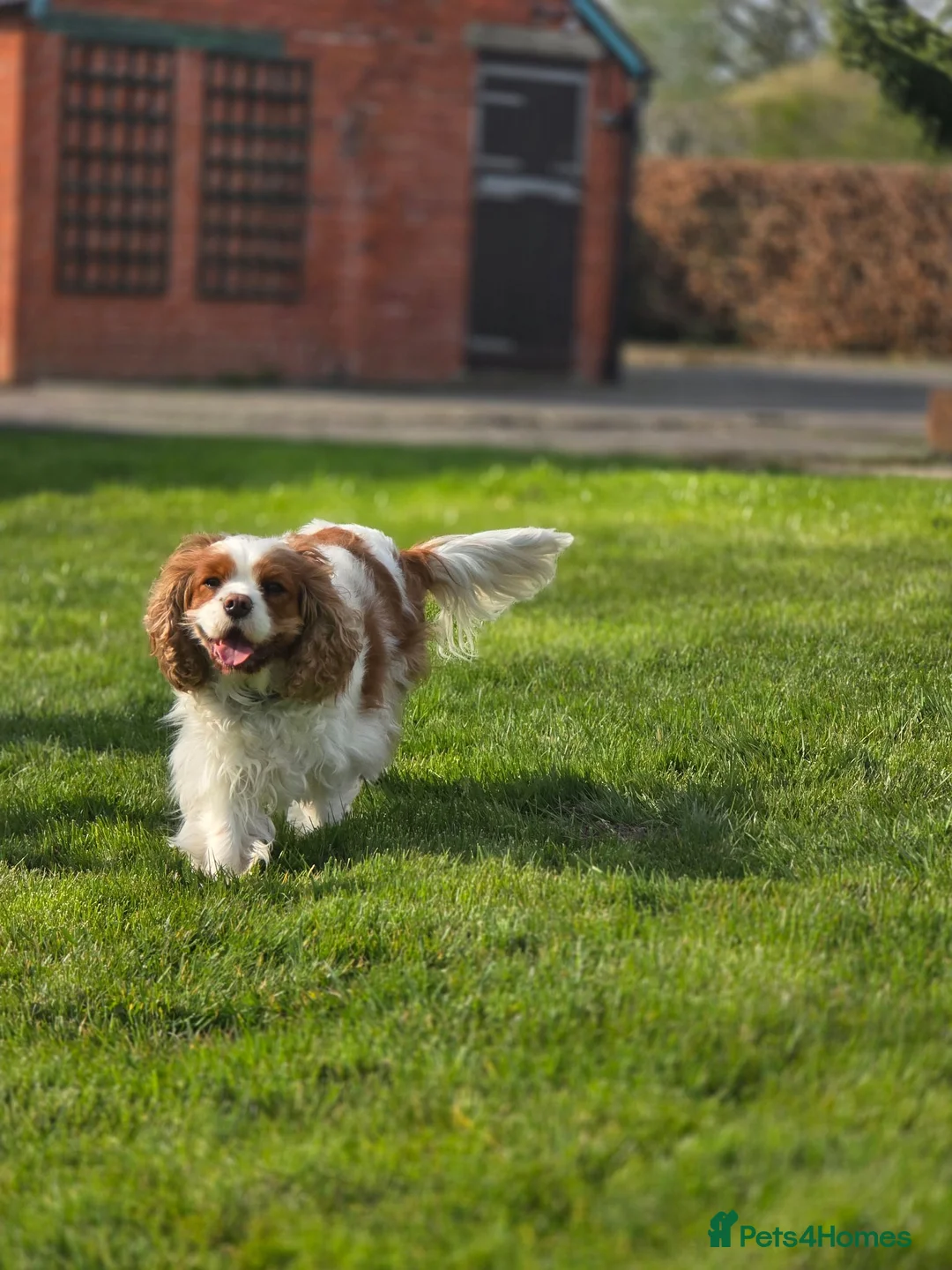 Cavalier King Charles Spaniel dogs for sale: KC Registered Cavalier King Charles Puppies - Advert 21