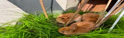 Netherland Dwarf rabbits for sale: Netherland dwarf bunnies - Advert 3