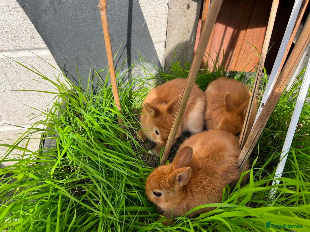Netherland Dwarf rabbits for sale: Netherland dwarf bunnies - Advert 3