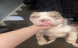 American Bully dogs for sale: REDUCED Stunning pocket bully pups for sale  - Advert 20
