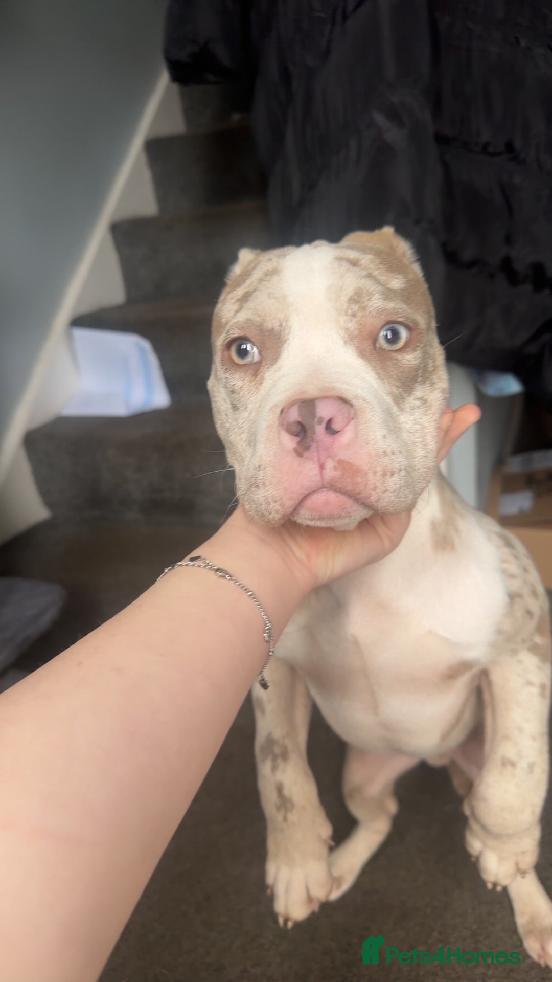 American Bully dogs for sale: REDUCED Stunning pocket bully pups for sale  - Advert 20