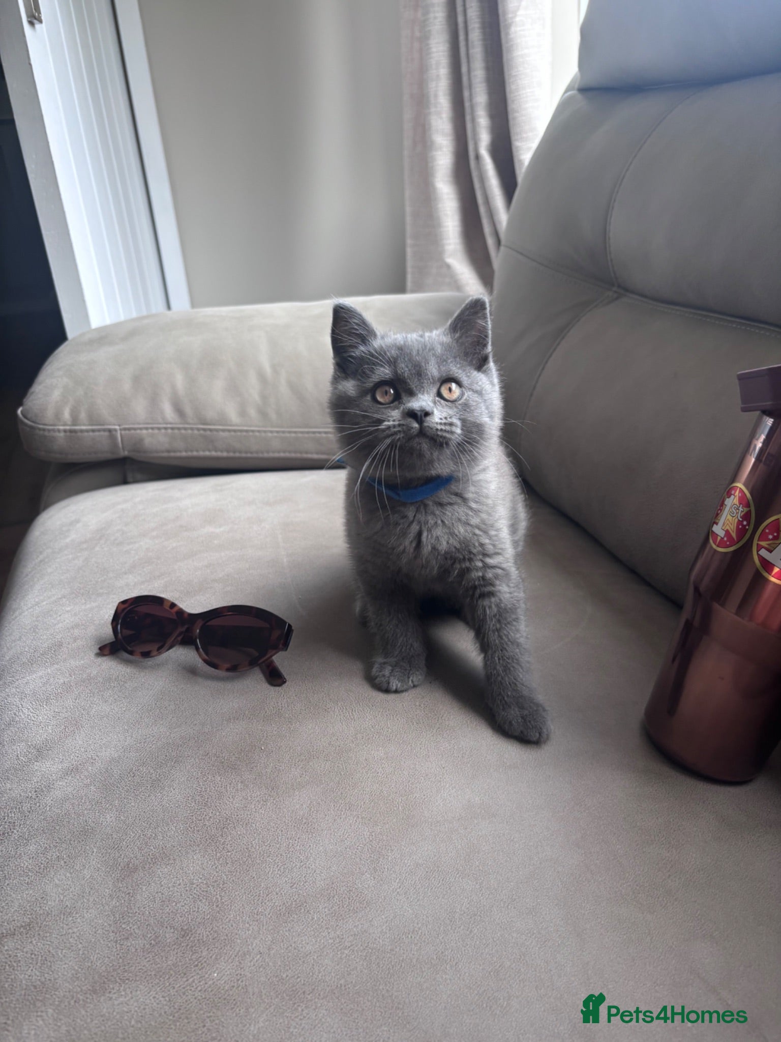 British Shorthair cats Beautiful chubby BSH - Advert 4