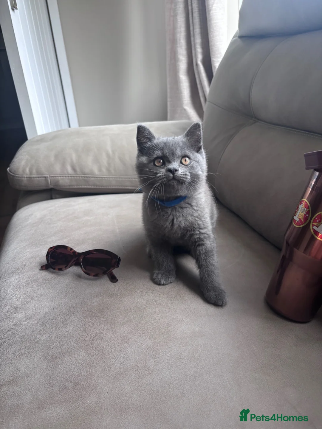 British Shorthair cats for sale: Beautiful chubby BSH - Advert 1