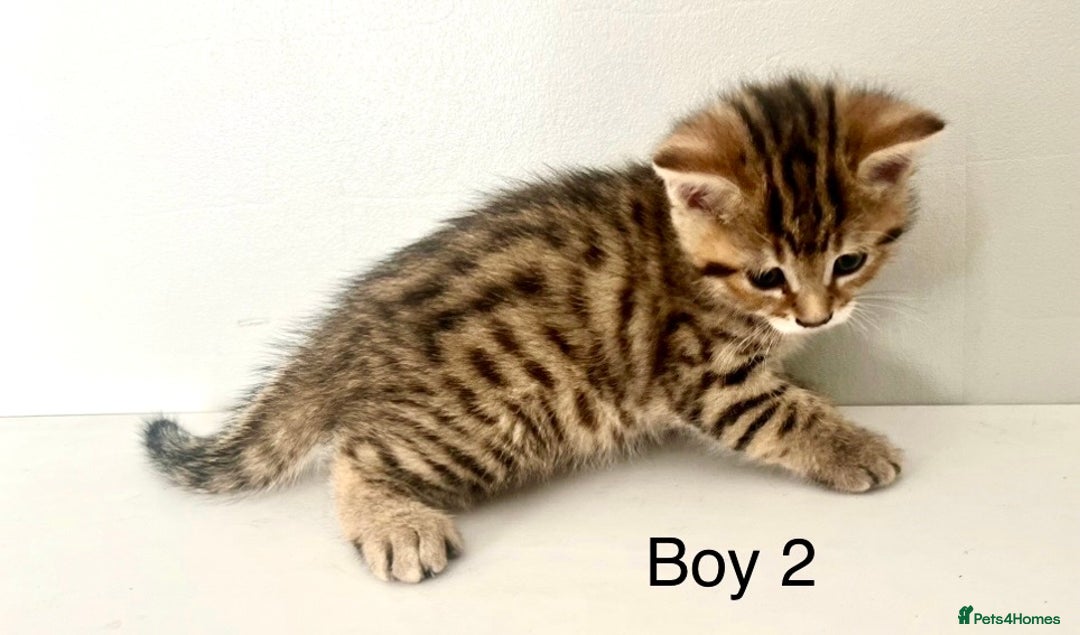 Bengal cats for sale: Gorgeous Bengal kittens ready on go 26th September - Image 15