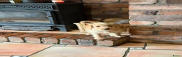Labradoodle dogs for sale: Miniature Labradoodles frm licensed Exp breeder - Advert 17