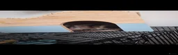 Rat rodents for sale: 2 male rats, lovely boys  - Advert 4