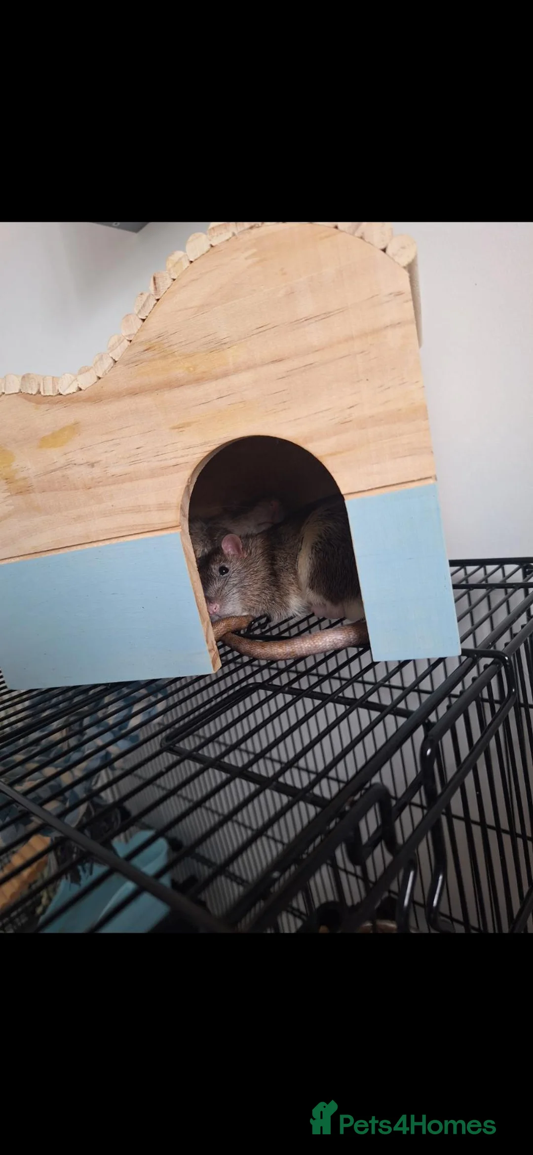 Rat rodents for sale: 2 male rats, lovely boys  - Advert 4