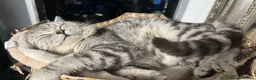 British Shorthair cats for stud: Stunning British shorthair stud available  - Advert 3
