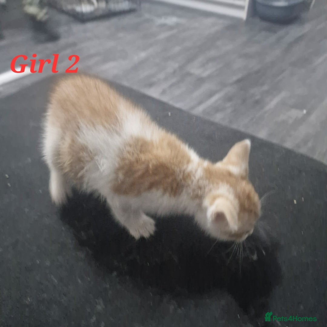 Mixed Breed cats for sale: Beautiful kittens for sale - Image 23