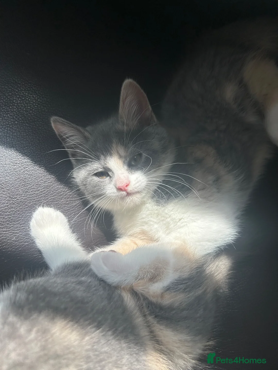 British Shorthair cats for sale: 5 British shorthair kittens for sale - Advert 17