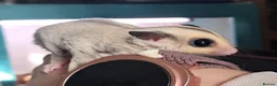 Sugar Glider rodents for sale: Sugar Glider Joey Platinum het Leucistic - Advert 2