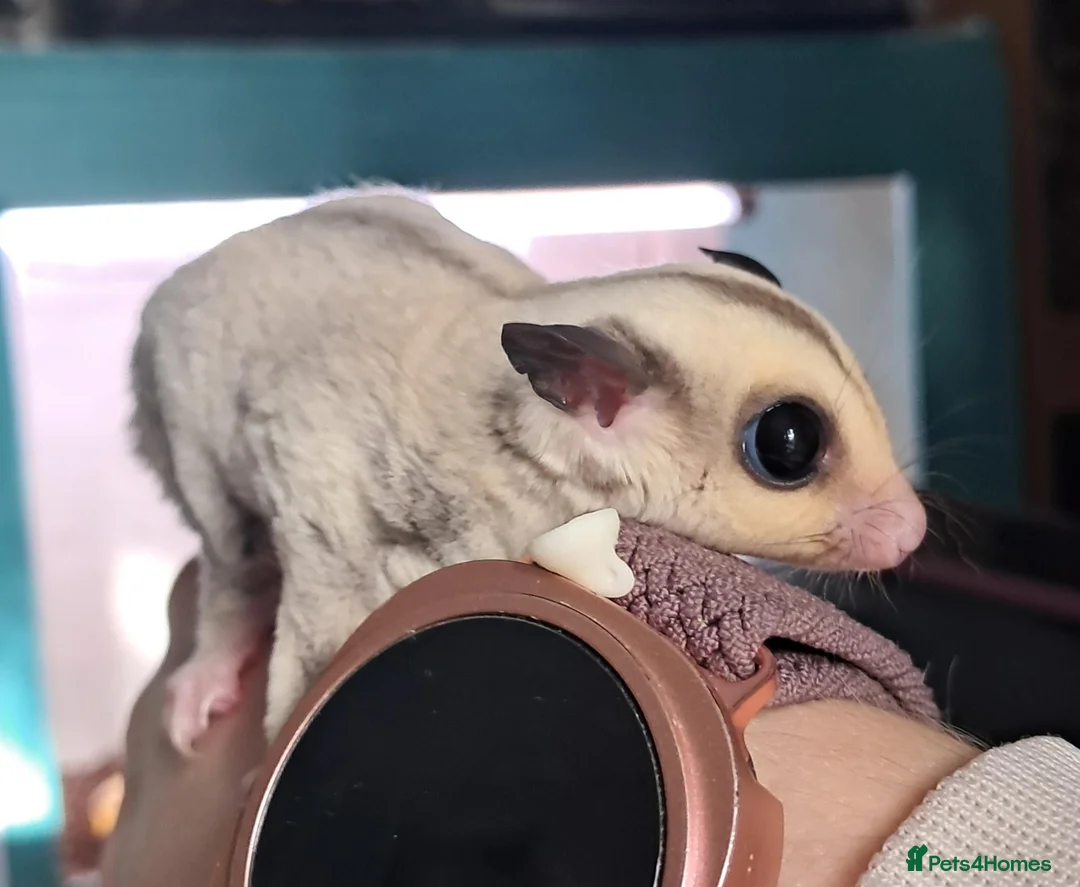 Sugar Glider rodents for sale: Sugar Glider Joey Platinum het Leucistic - Advert 2