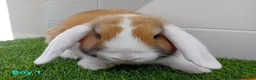 Mini Lop rabbits for sale: Mini Lop Baby Bunnies - Ready now!! - Advert 2