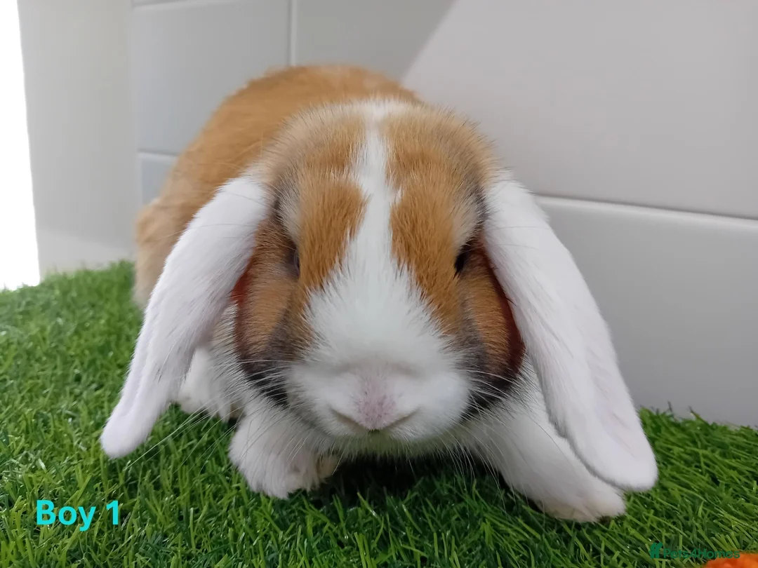 Mini Lop rabbits for sale: Mini Lop Baby Bunnies - Ready now!! - Advert 2