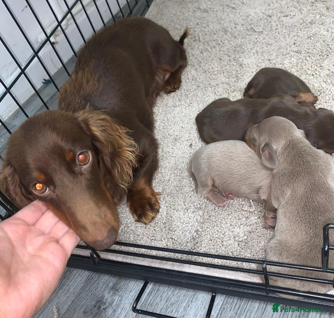 Miniature Dachshund dogs for sale: Miniature dachshund  - Advert 6
