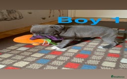 Staffordshire Bull Terrier dogs for sale: RARE BLUE MERLE STAFFORDSHIRE BULL TERRIER PUPPIES - Image 15