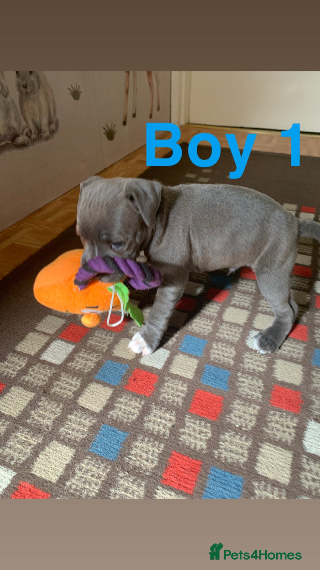 Staffordshire Bull Terrier dogs for sale: RARE BLUE MERLE STAFFORDSHIRE BULL TERRIER PUPPIES - Image 15
