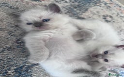 Ragdoll cats for sale: Pure breed ragdolls - Image 8