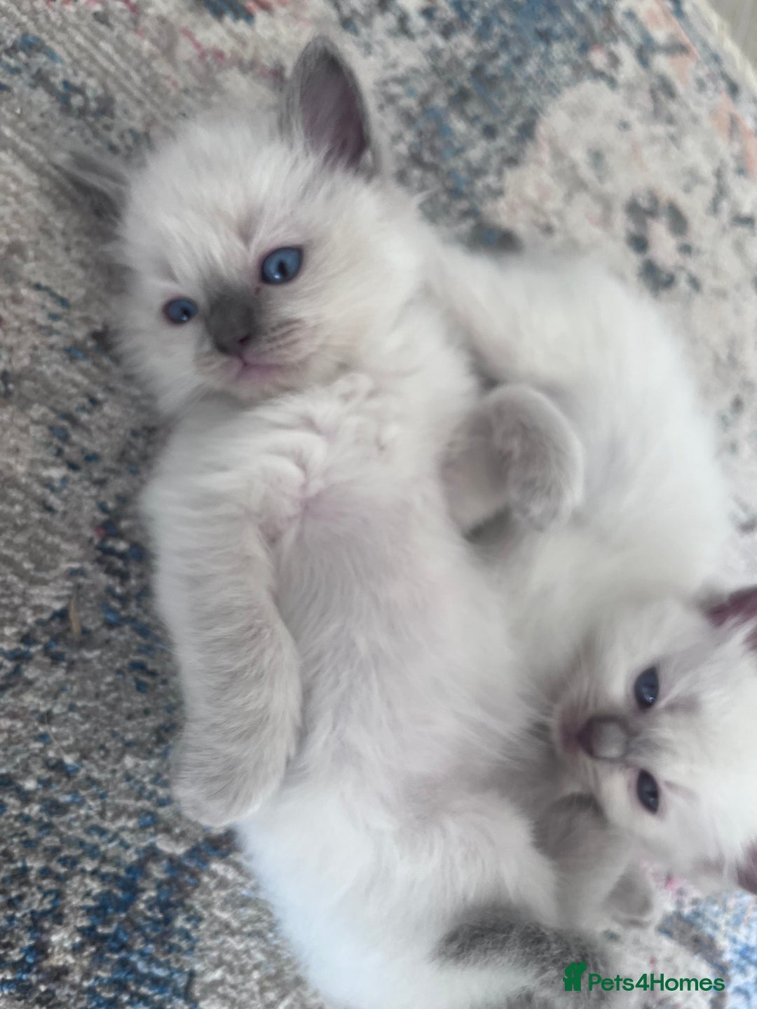 Ragdoll cats for sale: Pure breed ragdolls - Image 8