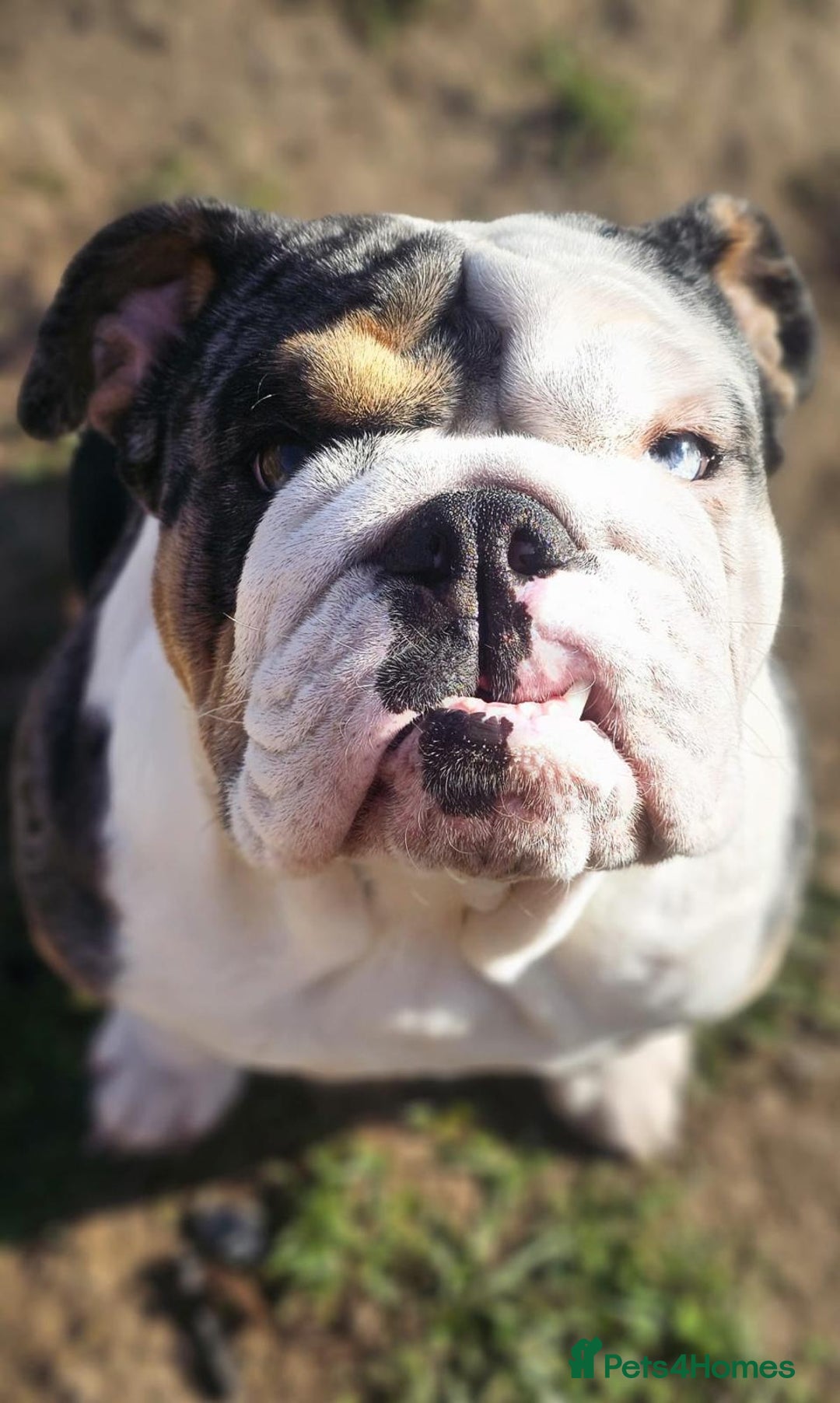 English Bulldog dogs for sale: English bulldog Merle female Babi, 2.5yrs - Advert 5