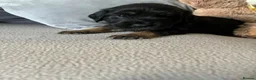 Cockapoo dogs for sale: Coookapoo puppies  - Advert 13