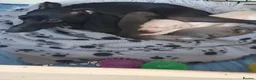 Italian Greyhound dogs for sale: Italian greyhound  in Telford - Advert 5