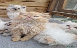 Persian cats for sale: BEAUTIFUL DOLL FACE FULL PERSIAN LONG HAIR KITTEN - Advert 18