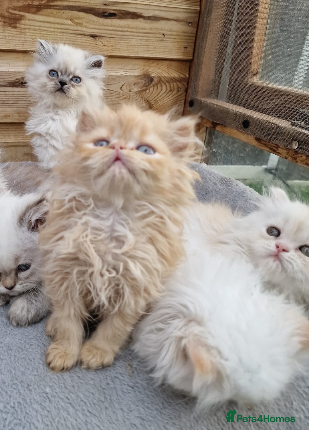 Persian cats for sale: BEAUTIFUL DOLL FACE FULL PERSIAN LONG HAIR KITTEN - Advert 18