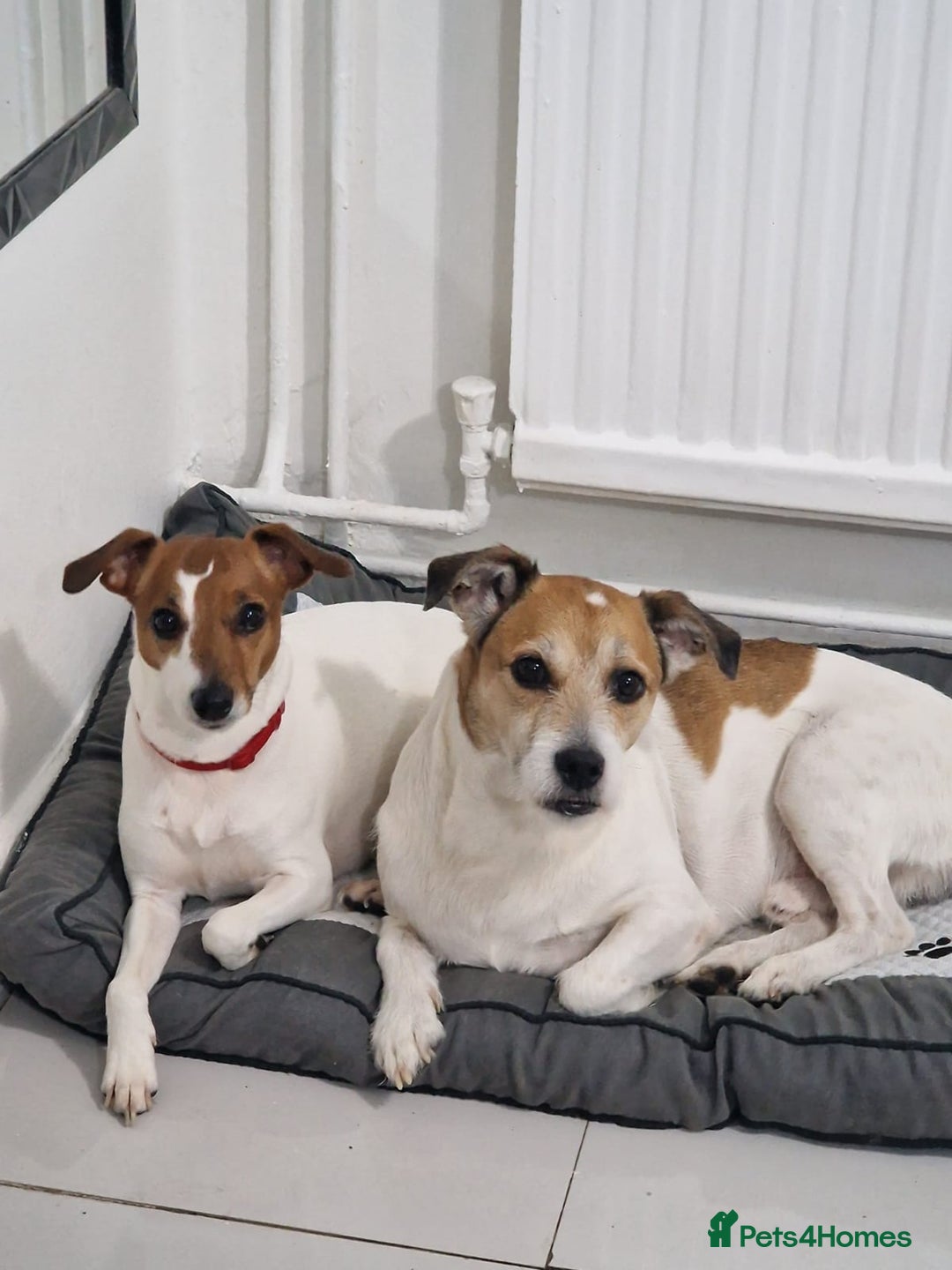 Mixed Breed dogs for sale: Five beautiful Jack Russel puppies for sale - Advert 31