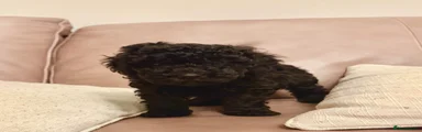 Black toy poodle 