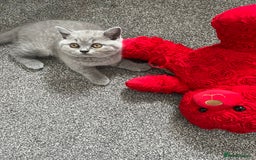 British Shorthair cats for sale: READY COLLECTION THIS WEEKEND! Bsh babies  - Image 28