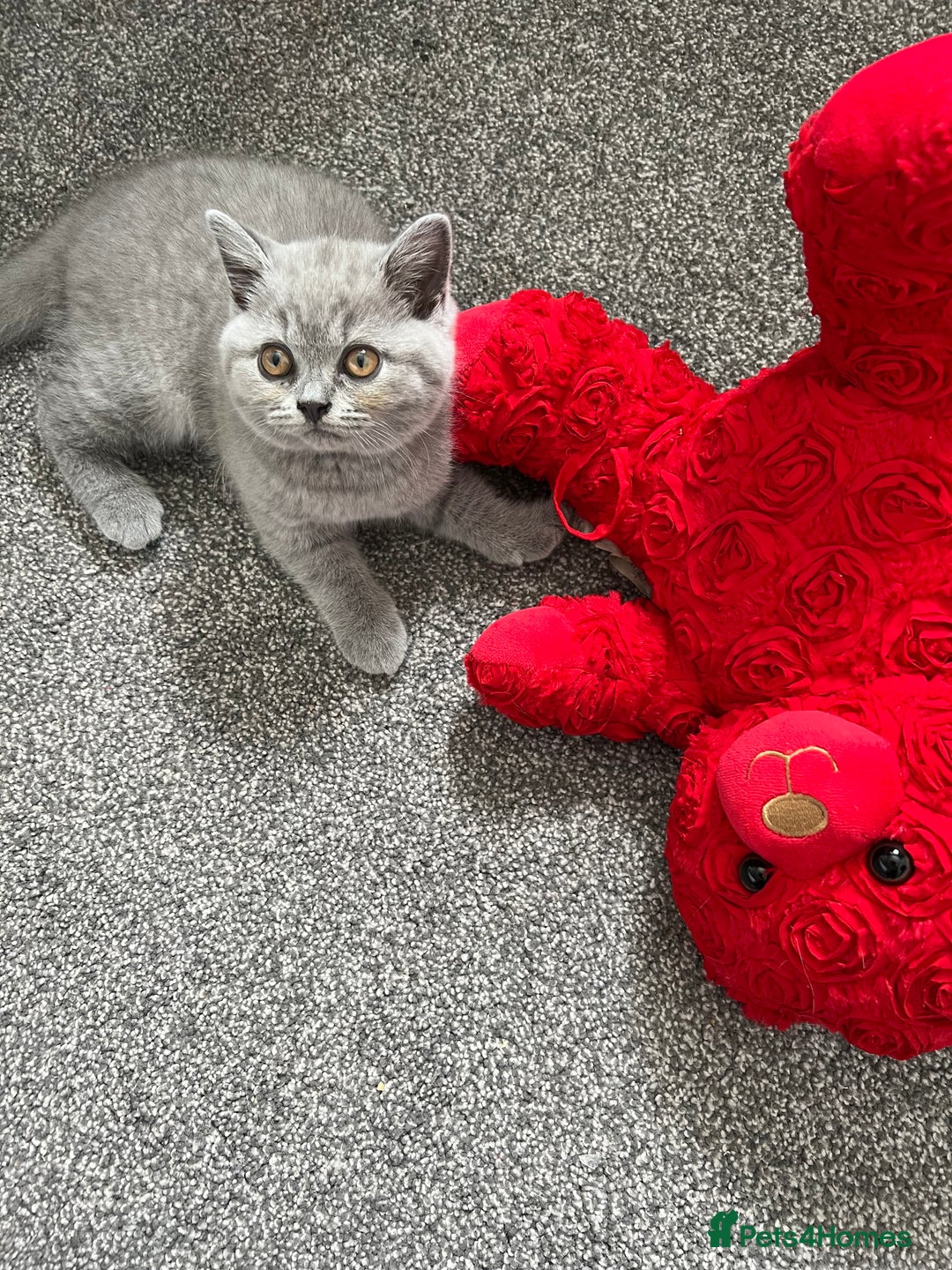 British Shorthair cats for sale: READY COLLECTION THIS WEEKEND! Bsh babies  - Image 28