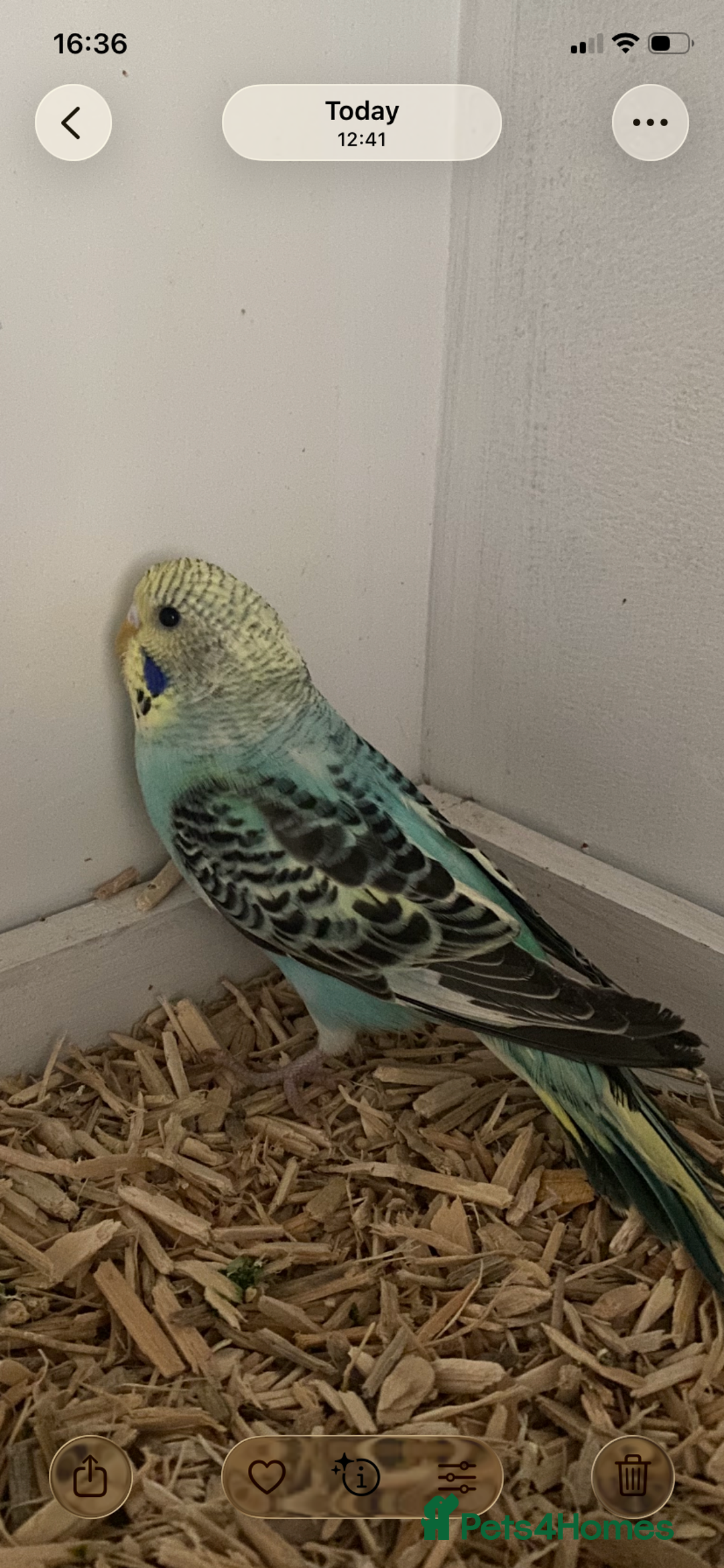Budgerigars birds for sale: Young budgies available  - Advert 4