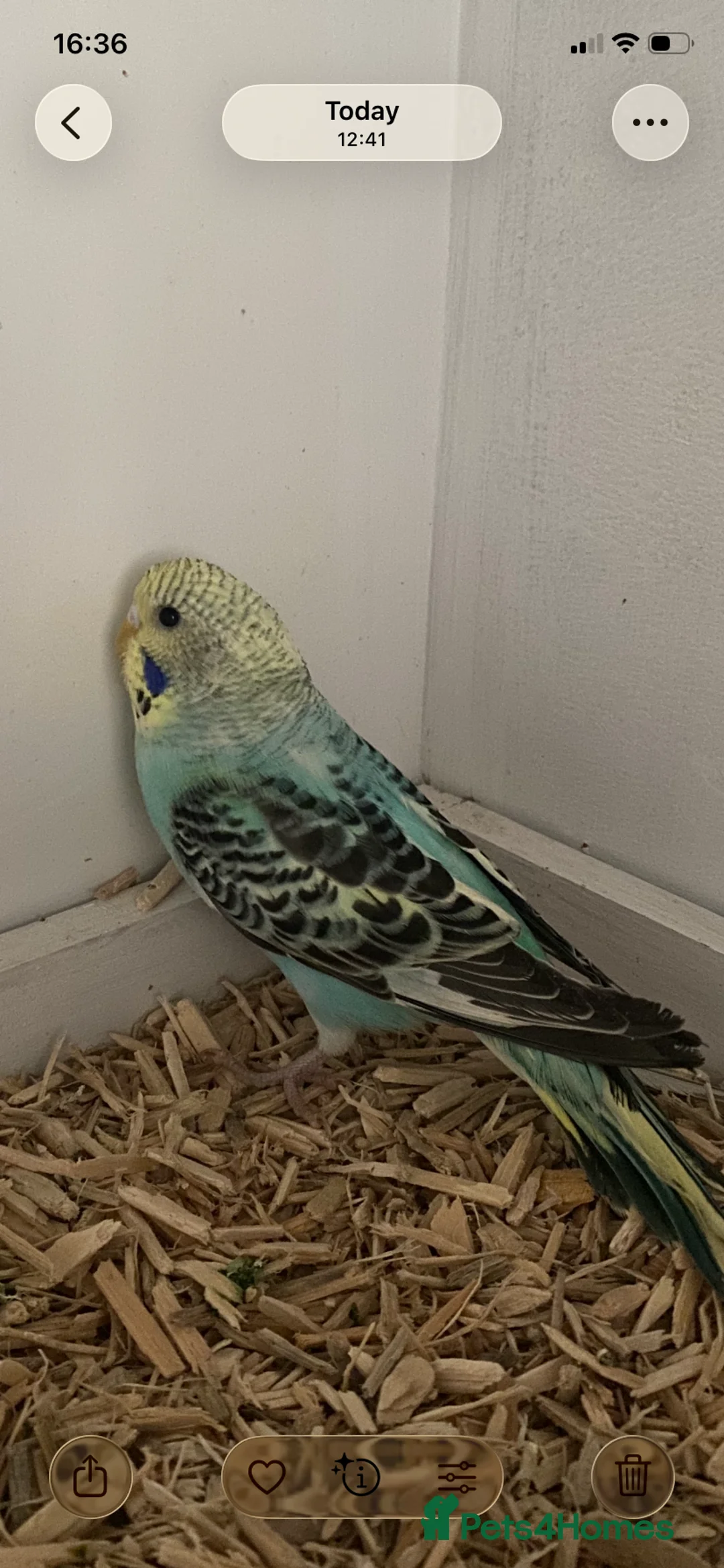 Budgerigars birds for sale: Young budgies available  - Advert 4