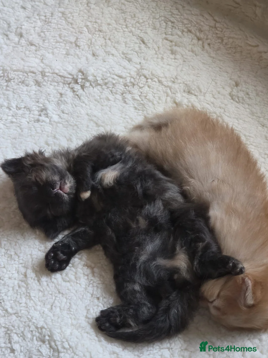 British Shorthair cats for sale: Ferns last litter  - Advert 2