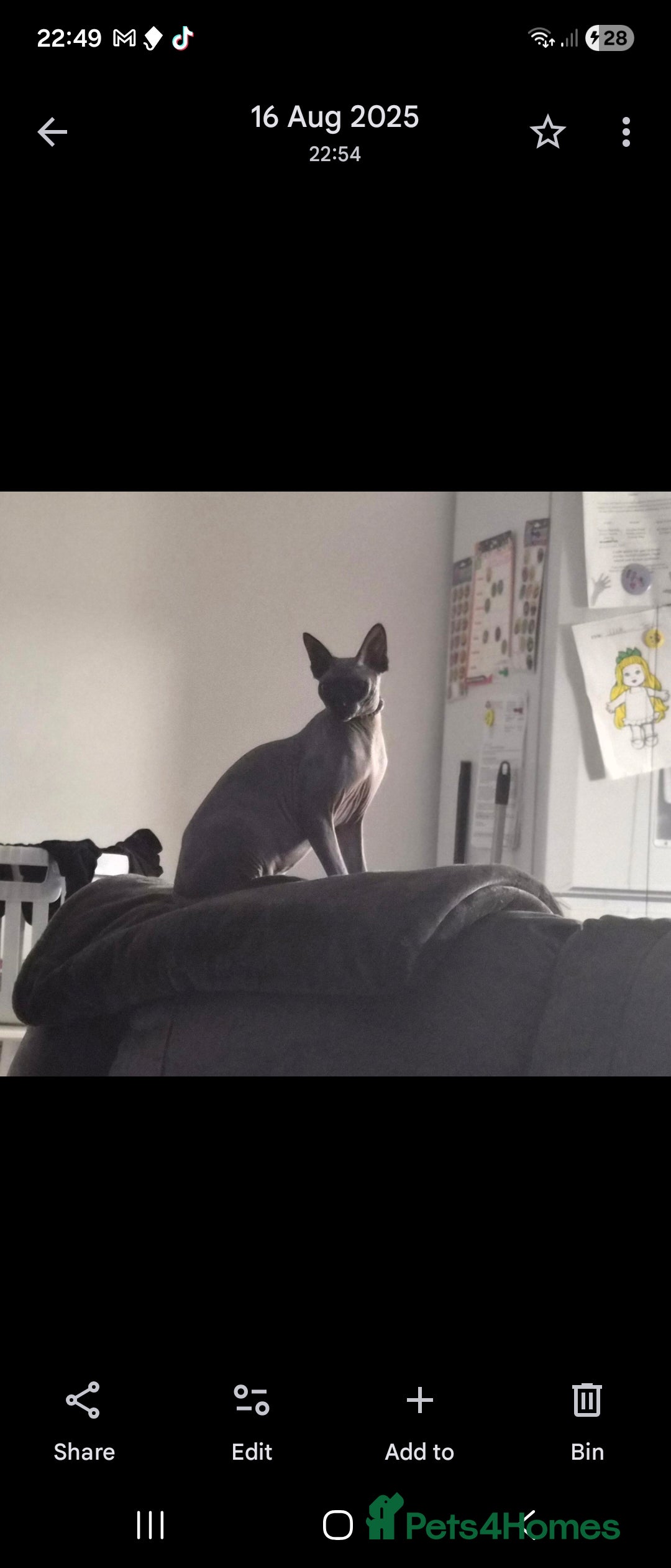 Sphynx cats for sale: 1 year old male sphynx  - Advert 7