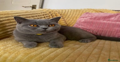British Shorthair cats - Advert 5
