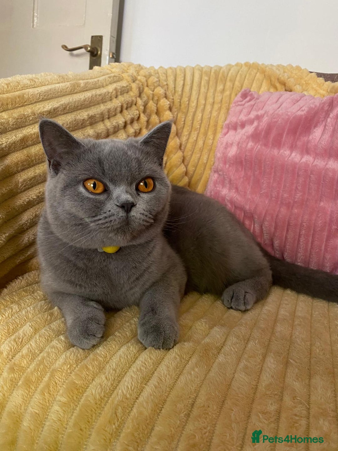 British Shorthair cats for sale: 💜 Beautiful British shorthair female cat💜 - Image 3