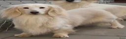 Miniature Dachshund dogs for sale: ⭐️ Stunning Clear Cream Miniature Dachshund boys⭐️ - Advert 14