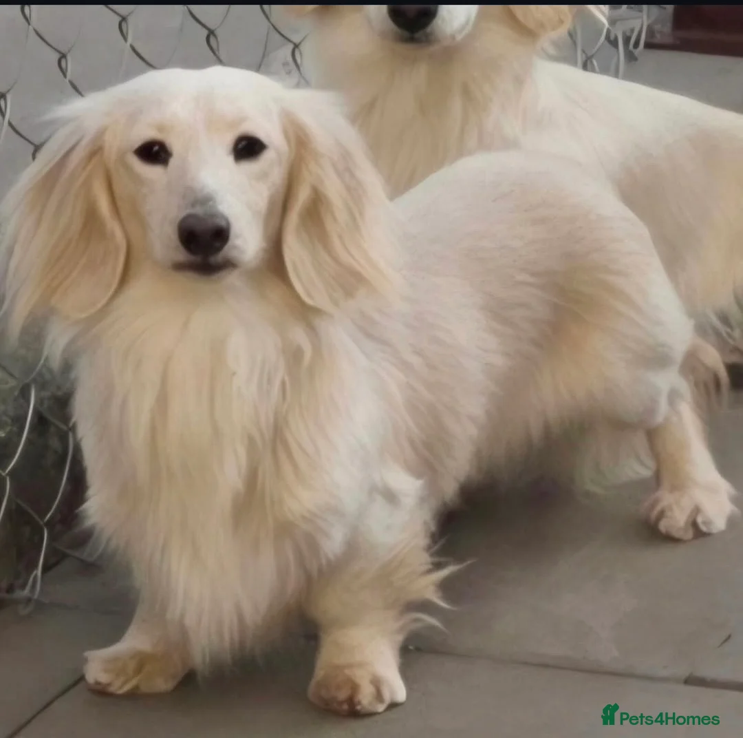 Miniature Dachshund dogs for sale: ⭐️ Stunning Clear Cream Miniature Dachshunds⭐️ - Advert 2