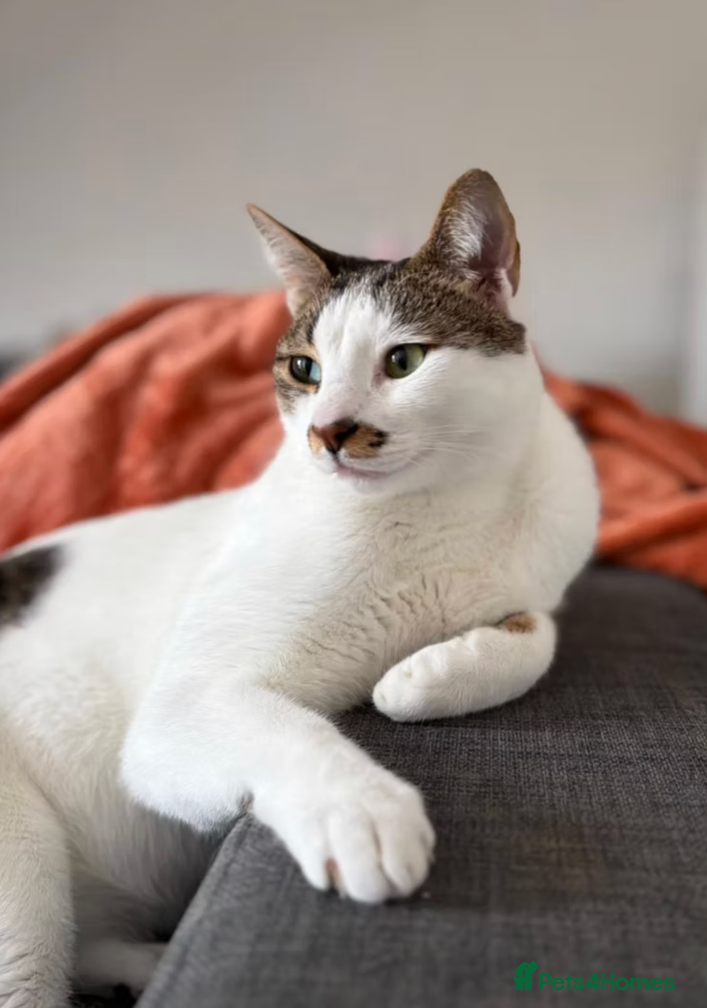 Arabian Mau cats Male Rescue Cat for Indoor-only Adoption - Advert 14